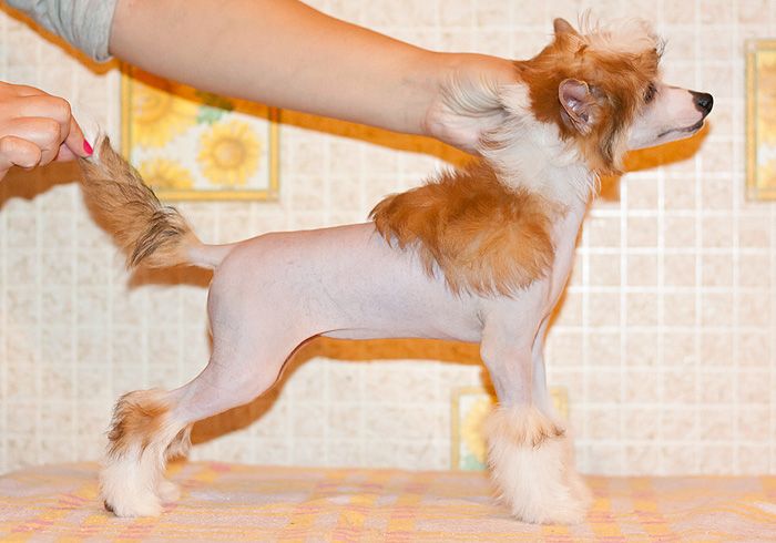 Status Imperial Yanita Golden Lady