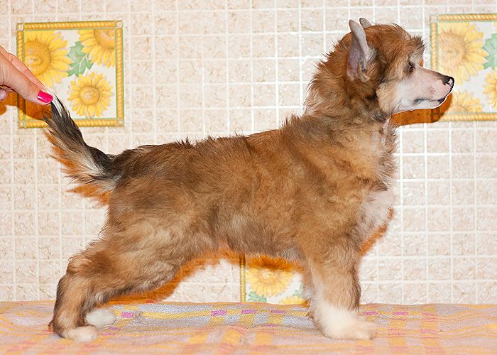 Status Imperial Yaroslavna