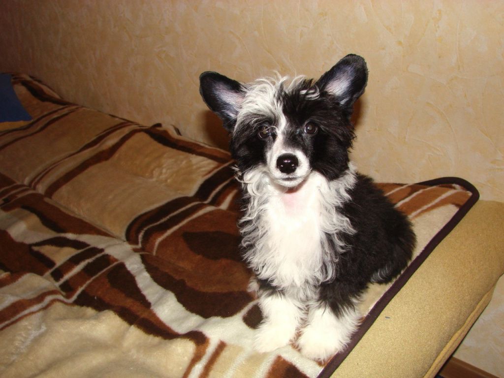 Status Imperial Aleks Little Prince