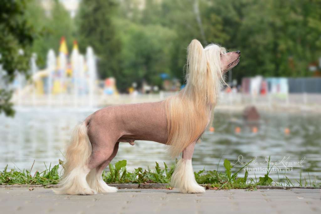 Angel Look Hippie Shake