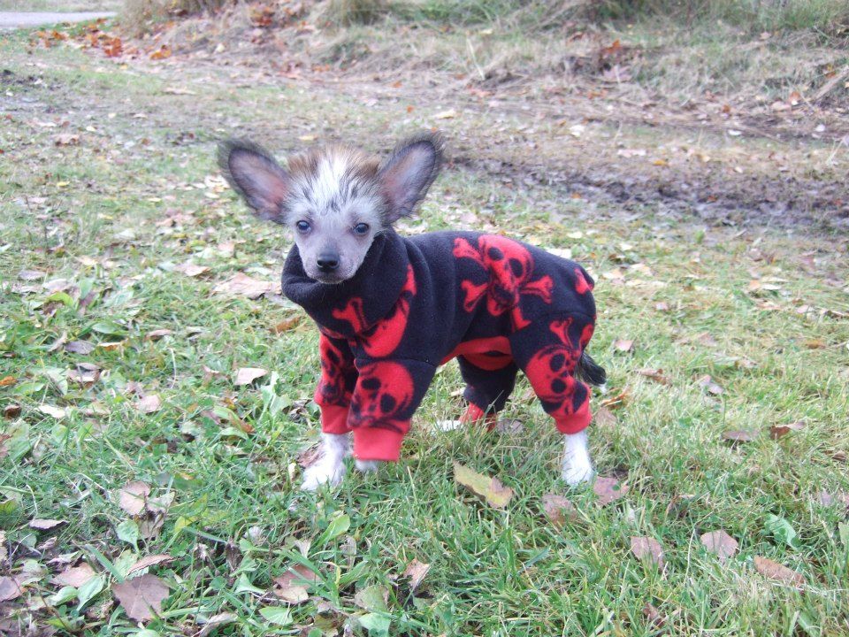 Denize'z Gizmo'z Qavat