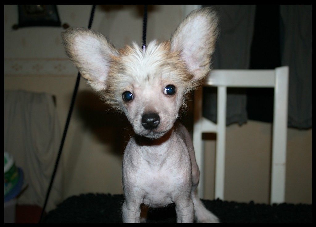 Denize'z Gizmo'z Qenzo