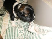 Denize'z Gizmo'z Qurt