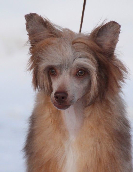 Sunstreaker Chocolate Addict