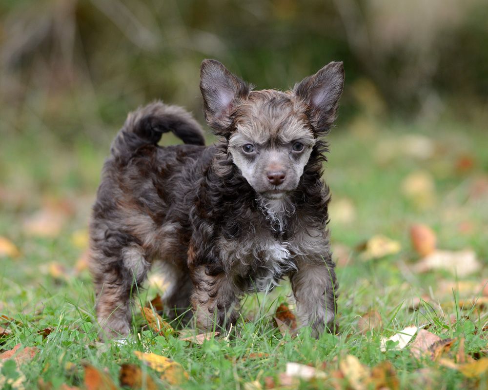 Sunstreaker Cocoapuff
