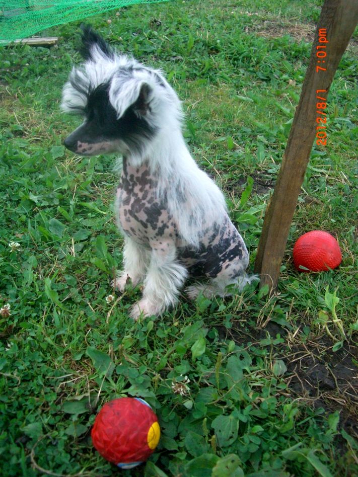 Russkiy Samurai Marsellina