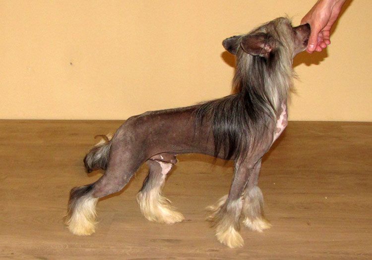 Bi-lav Plus Amore Mio