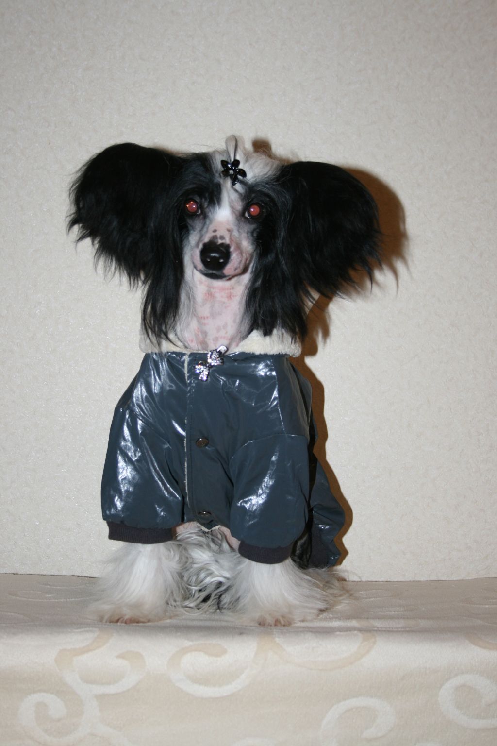 Bi-lav Plus Amazonka