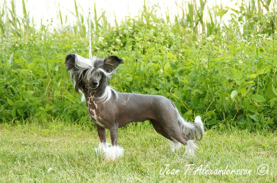 Proud Pony Zatellite