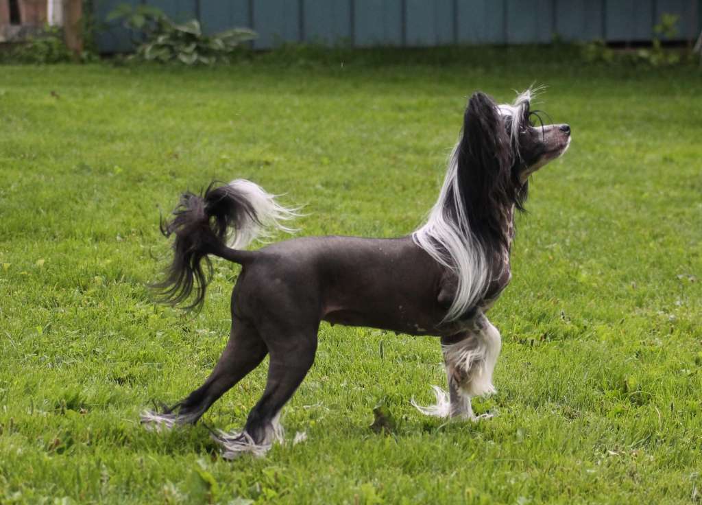 Pudervippans Aamutuulen Adalmina