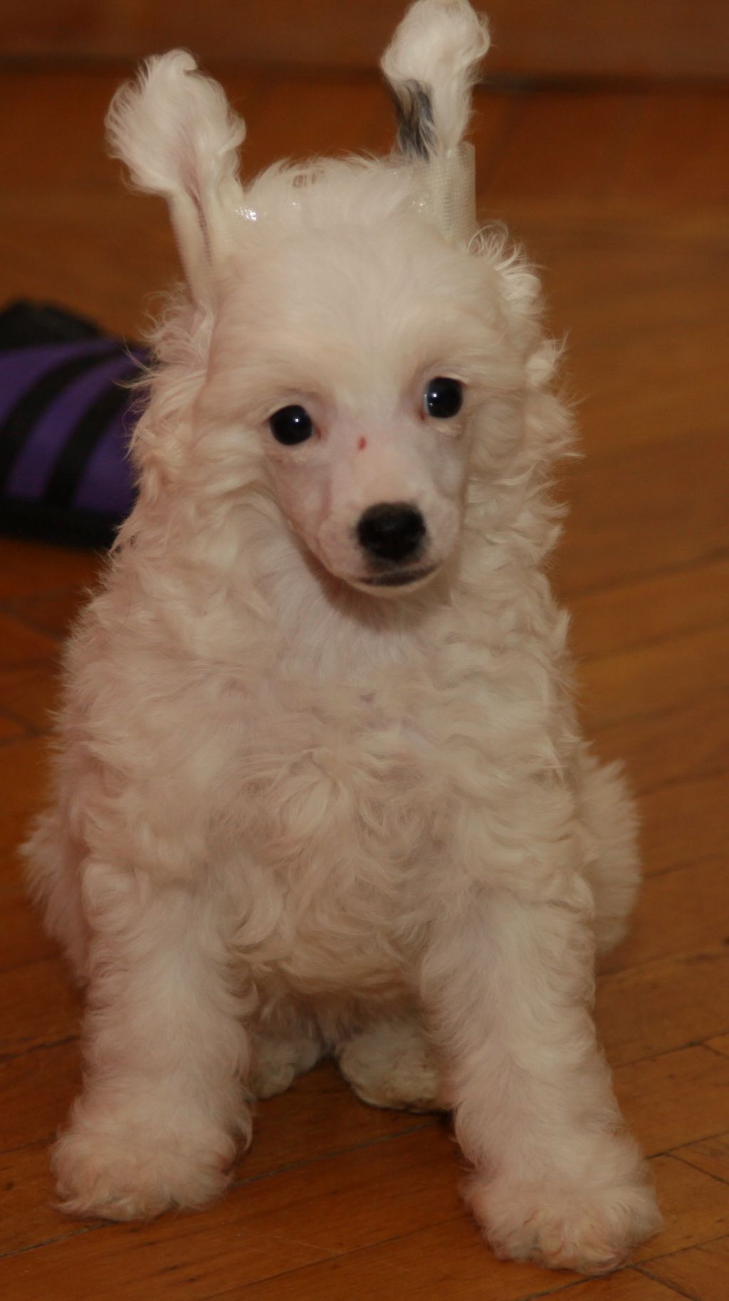 Premier Mari Ofeliya