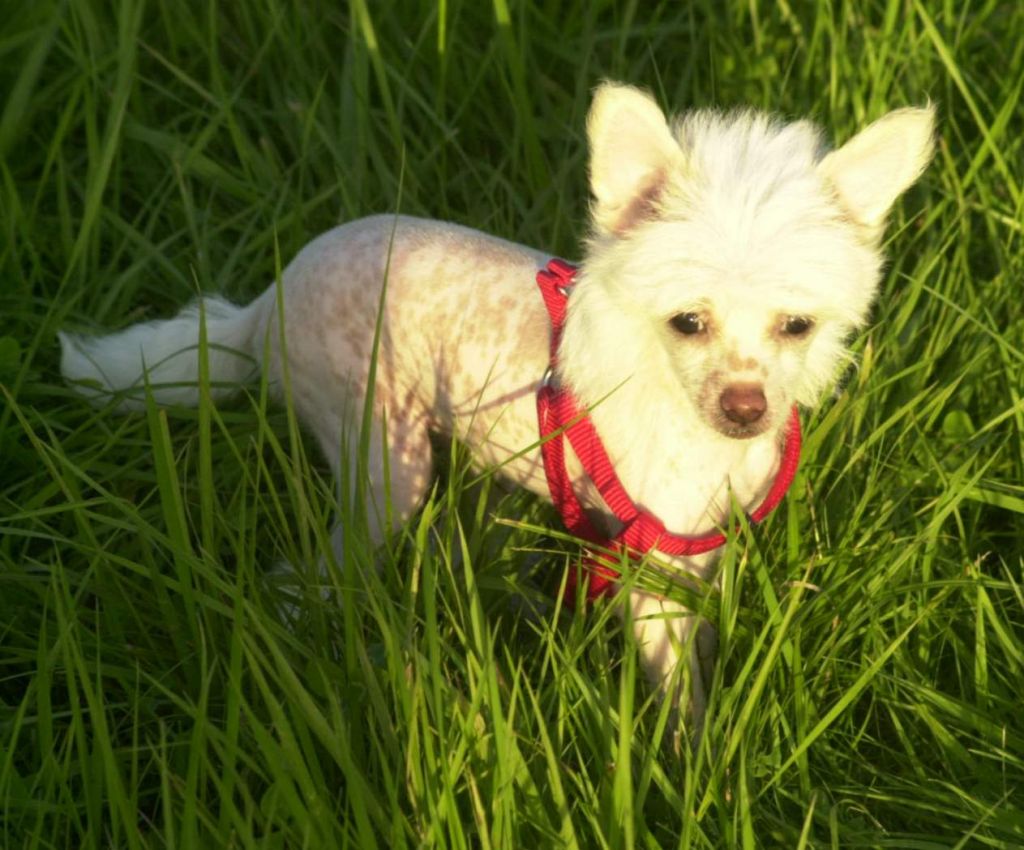 Pappersdrakens Ambrosia