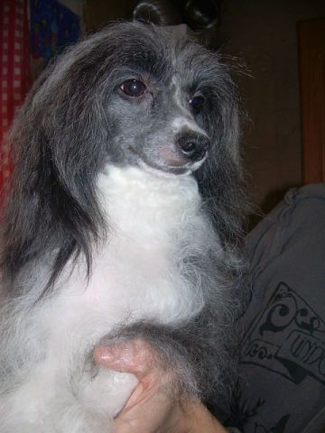 Li-Rodomila