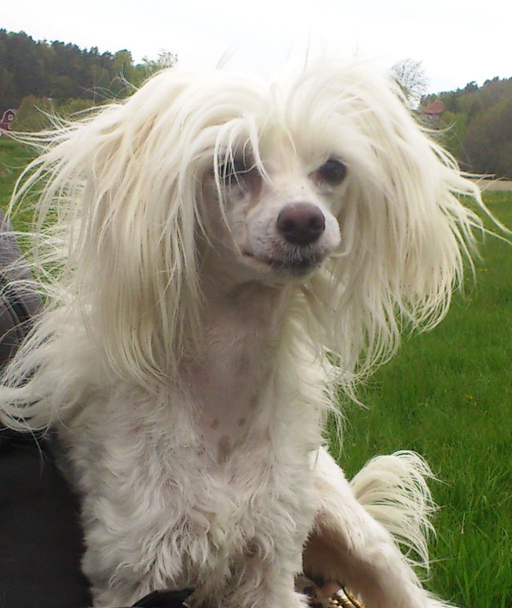 Pappersdrakens MingMei