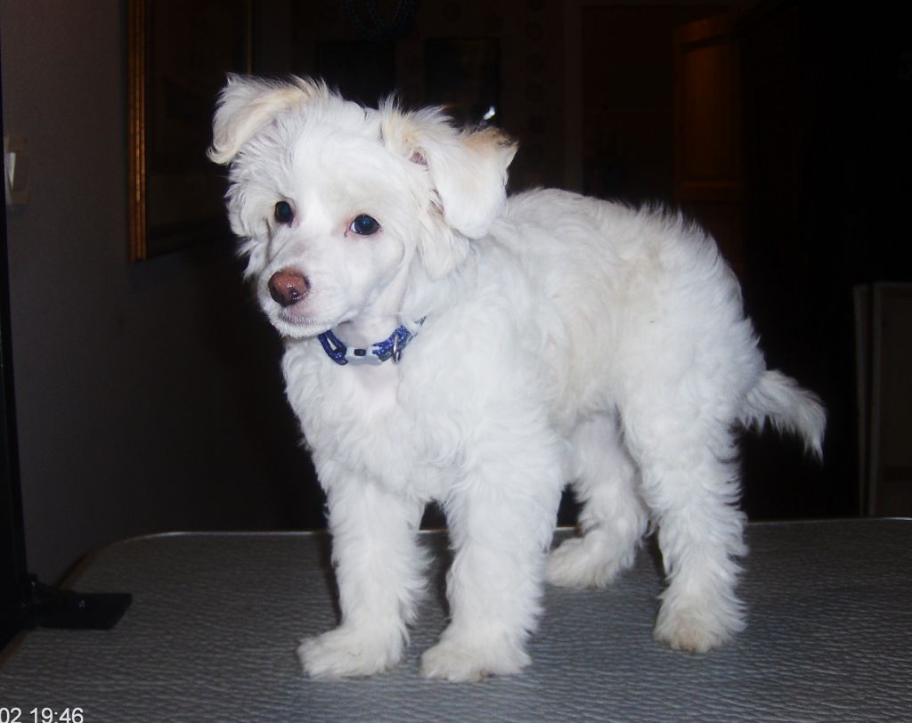 Pappersdrakens BoJing