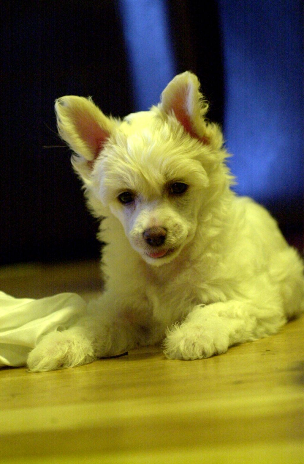 Pappersdrakens ChongLin