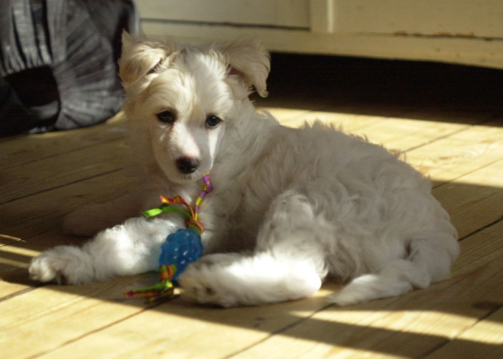 Pappersdrakens Liang