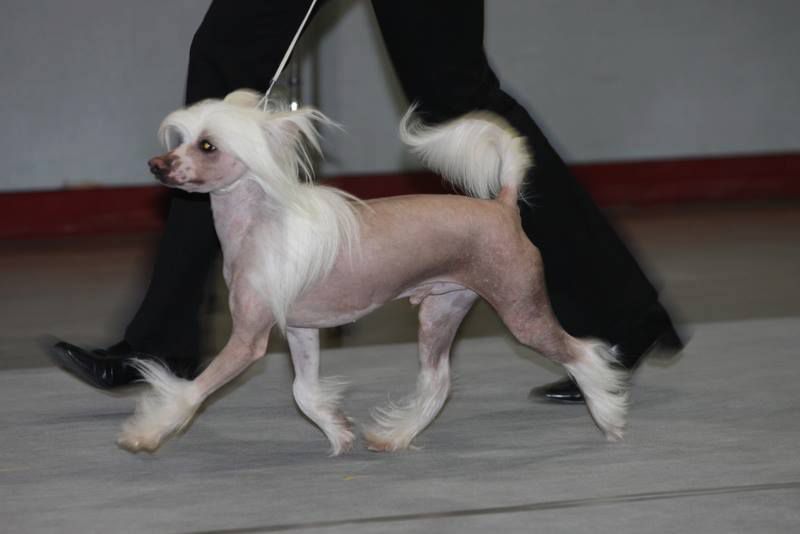 Ice Crème for Princes de la Roses