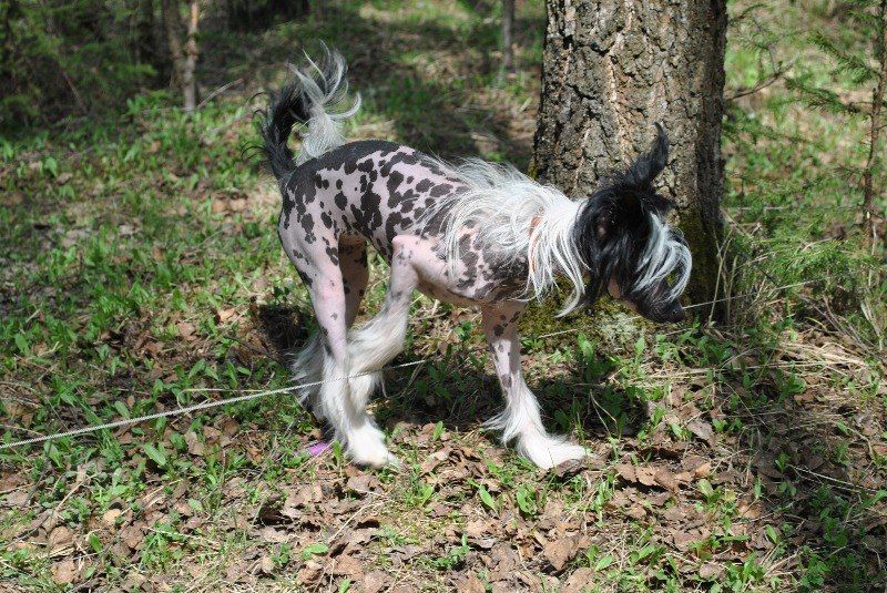 Shafran Harris Katti