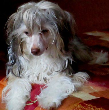 Shafran Herli Elizabet