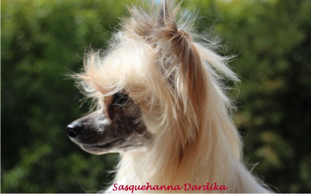 Sasquehanna Dardirka