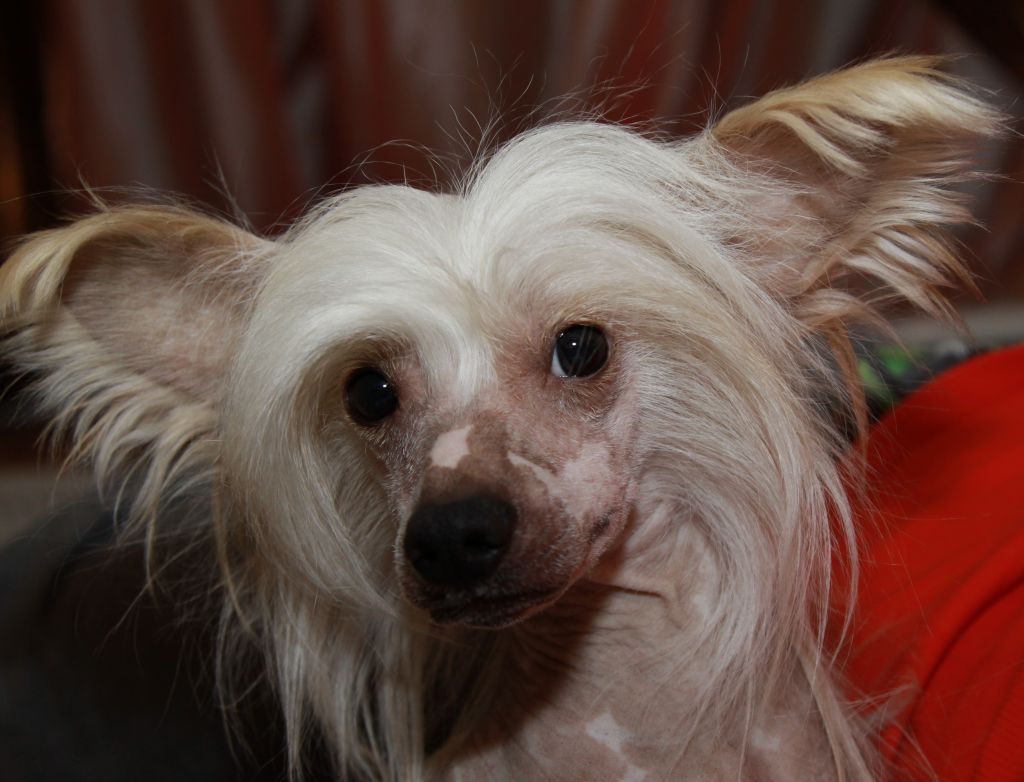 Premier Mari Pierre Cardin