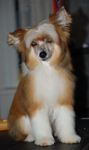 Riviera Pesnya Dojdya