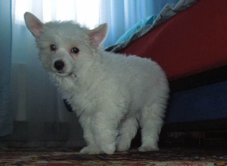 Berenik Pandora Chepel Garish