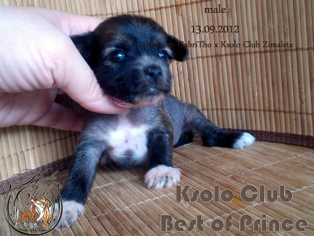 Ksolo Club Best of Prince