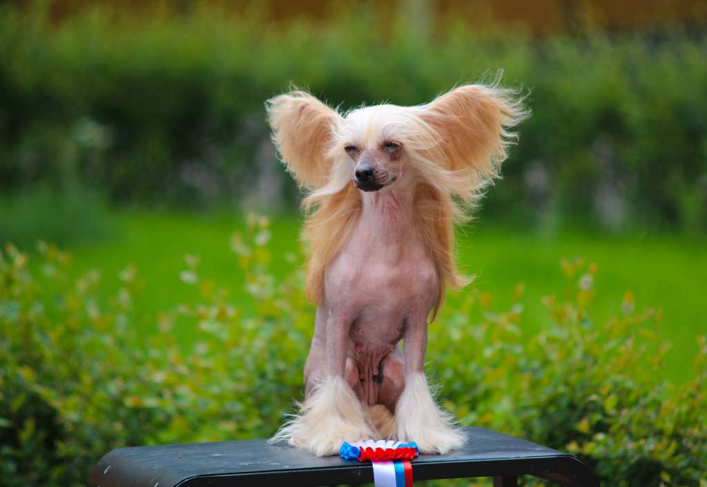 Alvine Band Ohara Peper