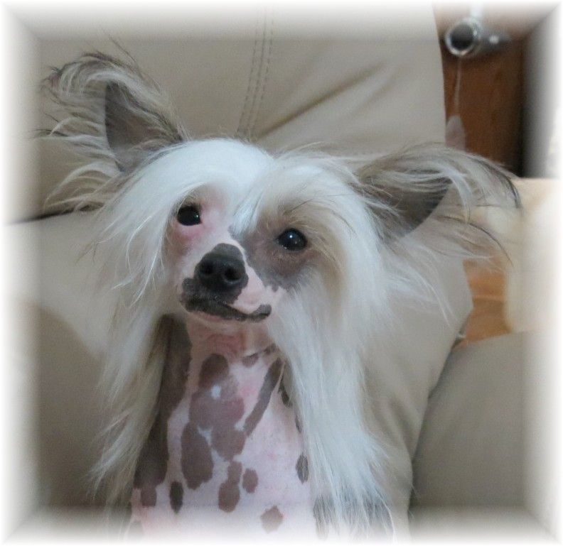 Radiant's Bald N Beautiful at Serenity