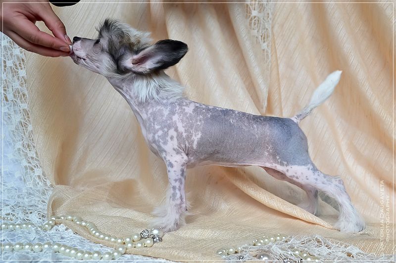 Atremisa Moon Magic Legends