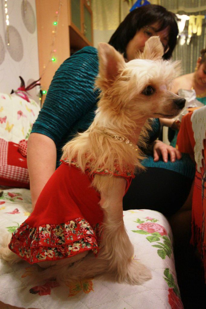 Sapfir iz Tsarskogo Sela Koroleva Margo