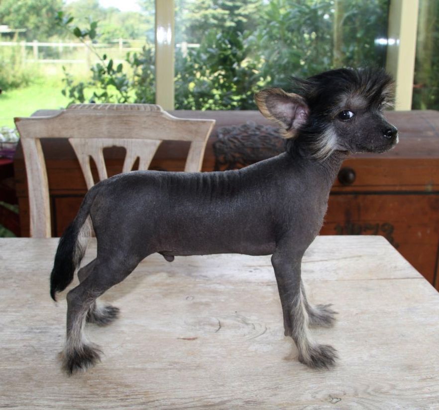 Be My Dog's Broadway BH