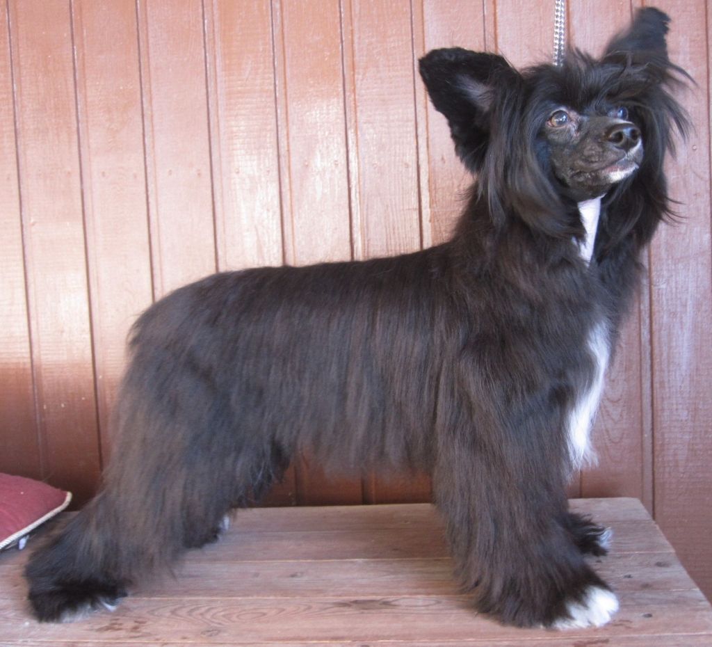 Sariolo Revda Vilkas Oskar