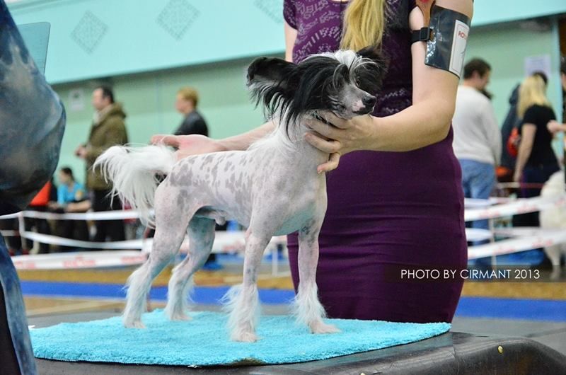 Sariolo Revda Valentino Sortudo