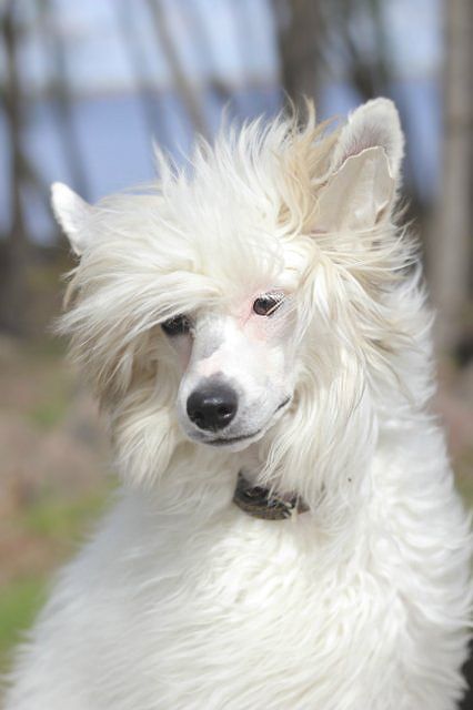 Mimi Dog Doll Glamor