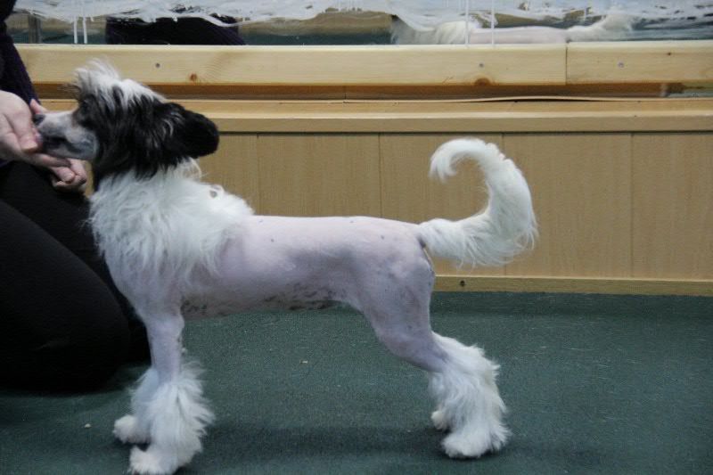 Sariolo Revda Vitória Em Casa