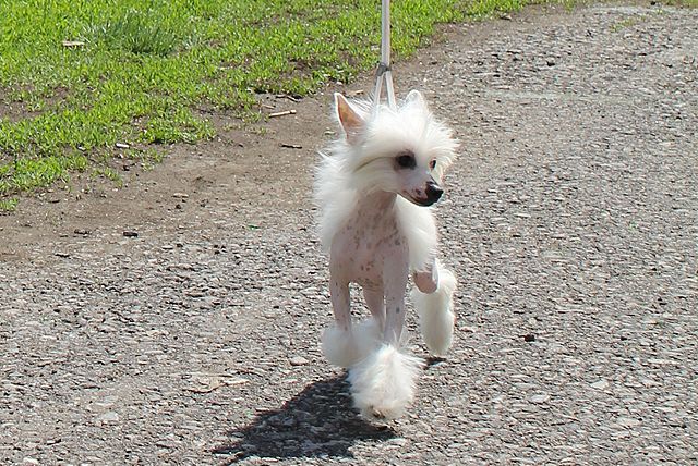 Mimi Dog Doll Koh-I-Noor