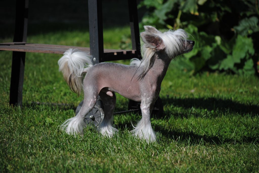 Forest Little Sweetie