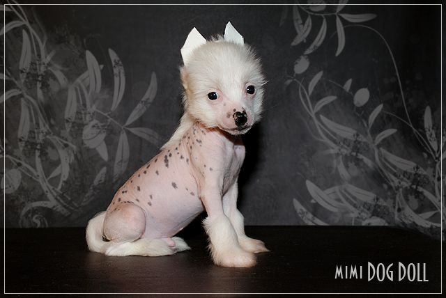 Mimi Dog Doll King Of Beasts