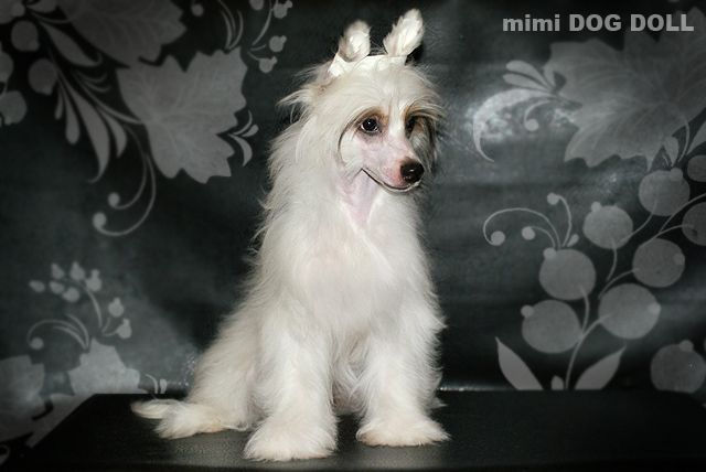 Mimi Dog Doll Galaxy