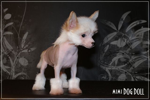 Mimi Dog Doll Zz Top