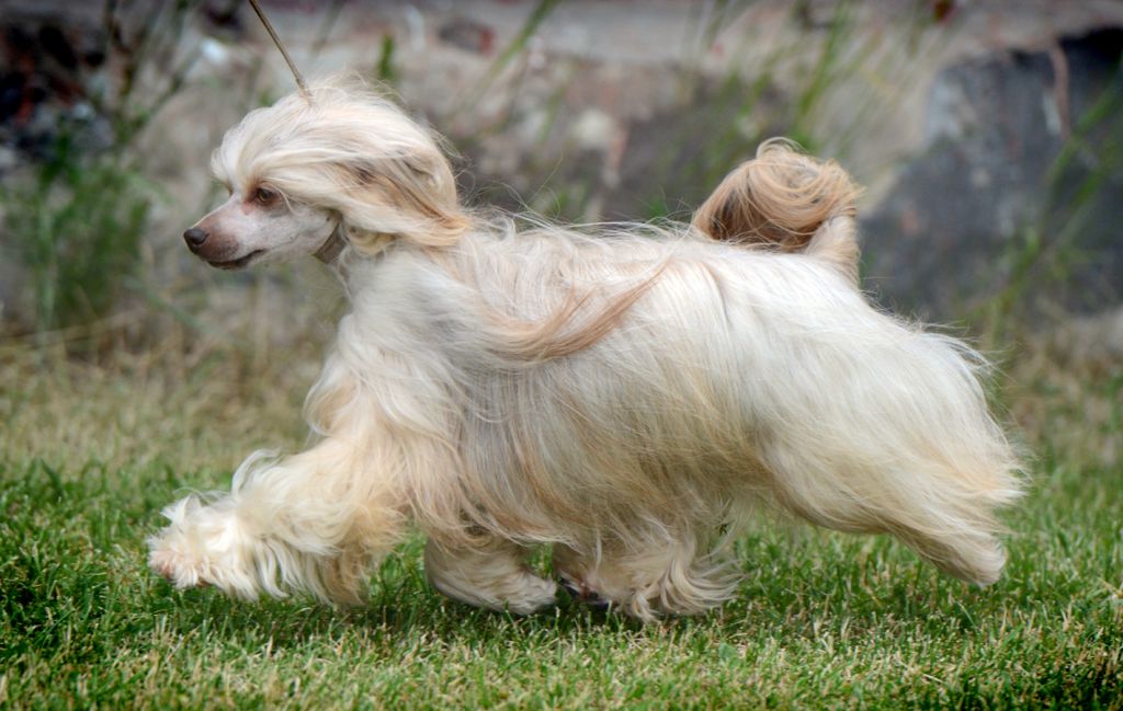 Sunstreaker Chocoholics Delight