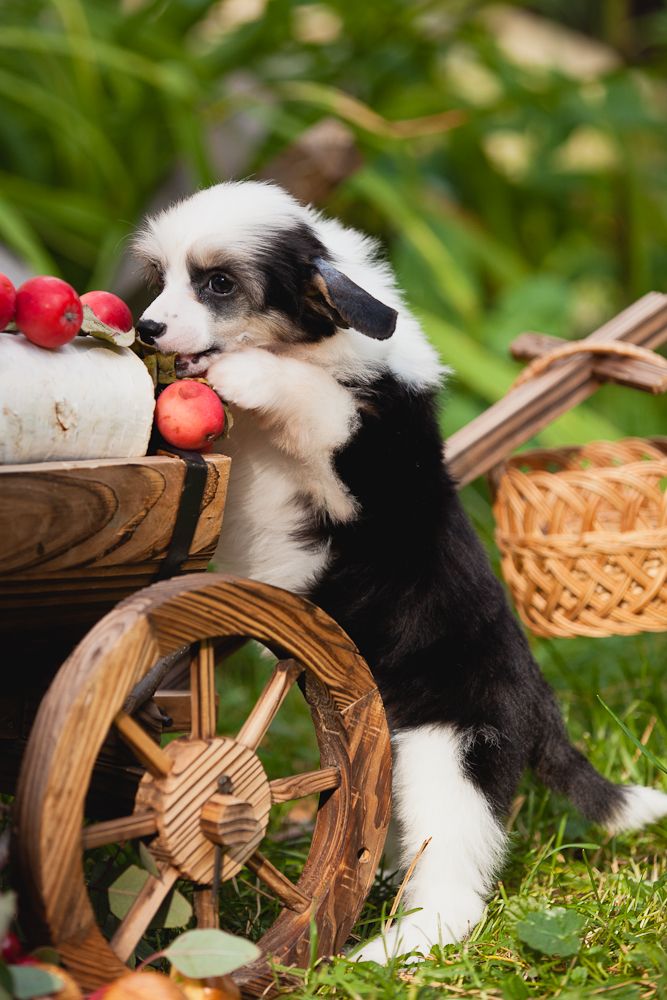 Dogland Happy Adidas