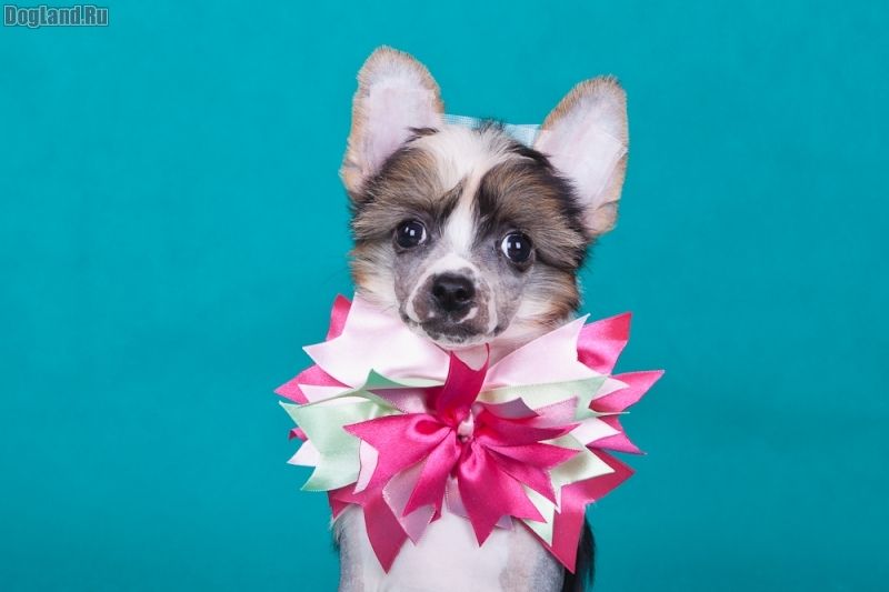 Dogland Happy Arctic Fox