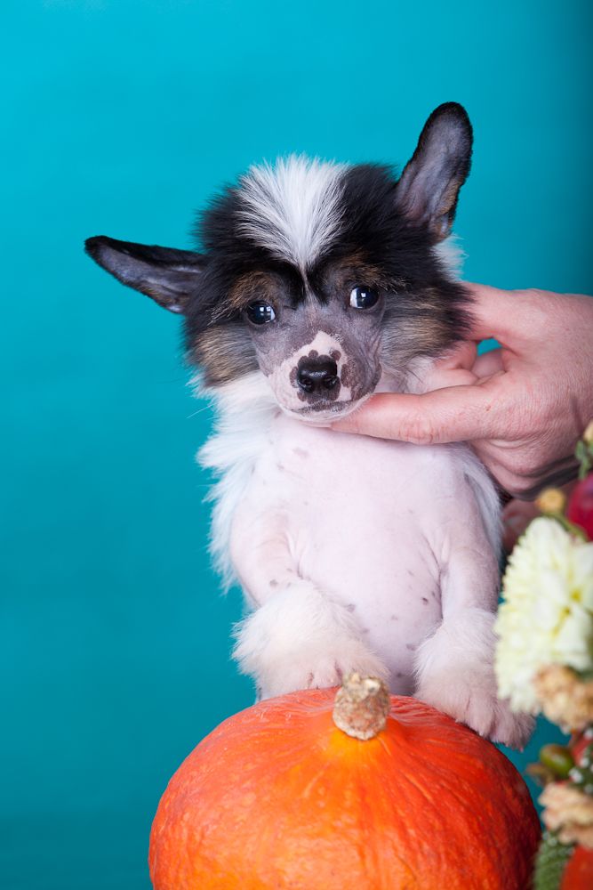 Dogland Happy Anji Club