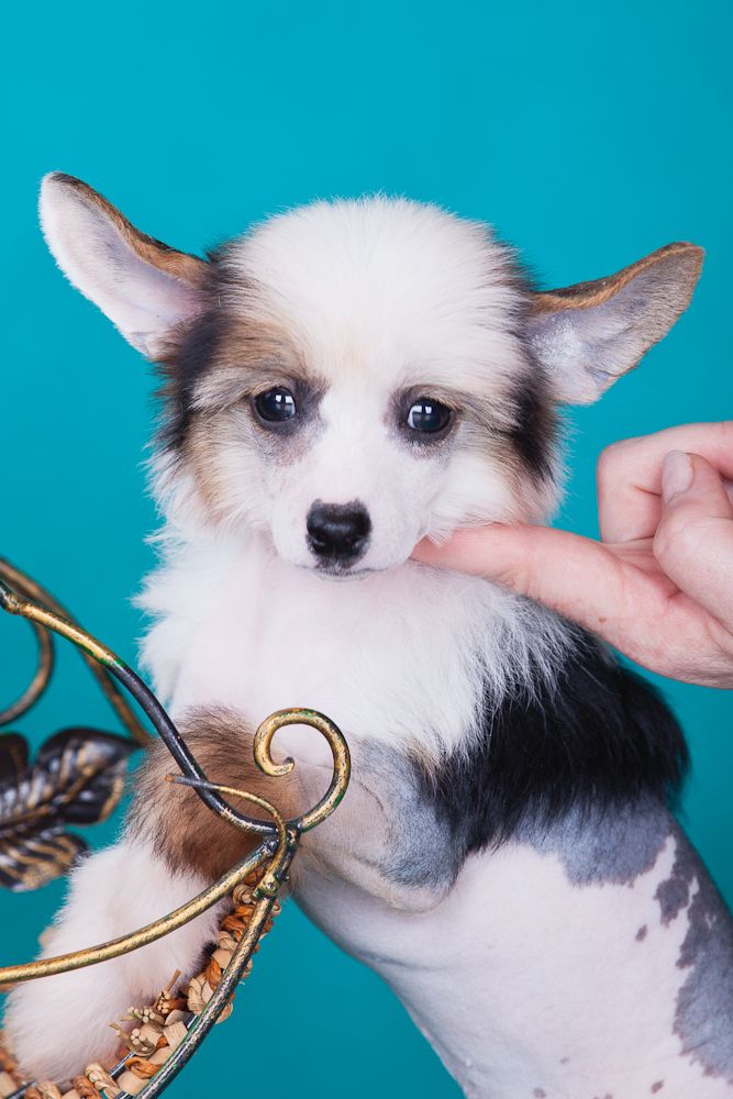 Dogland Happy Aston Martin