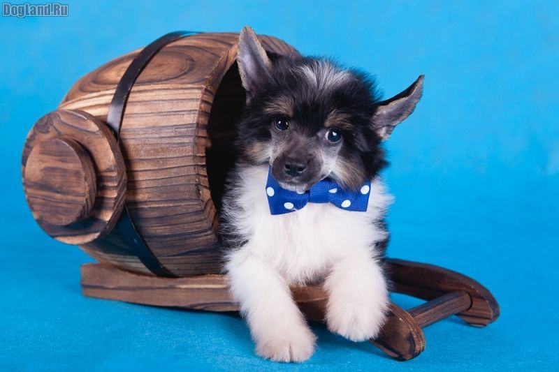 Dogland Happy Burlesque