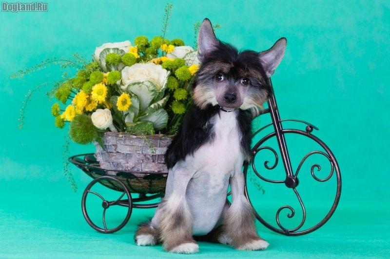 Dogland Happy Beaujolais Nouveau